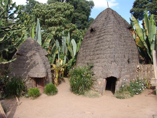 Welayita Dorf
Wir setzen unsere Fahrt in den Süden fort und erreichen nach 7 Std. die Distrikthauptstadt  Arba Minch. Arba Minch (1'285 m.ü.M.) liegt auf einem Grat, der den Abaya-See  mit einer Fläche von 1'160 qkm  und den Chamo-See 551 qkm  trennt.  Vom Hotel aus haben wir einen sehr schönen Blick auf den Nechisar National Park, die Seen und das Land zwischen den beiden Seen, das auf Amharisch "Himmelsbrücke" bedeutet.  Unterwegs halten wir mehrfach an und haben Gelegenheit, Bauernfamilien zu besuchen, die das fruchtbare Land bestellen. In der Gegend von Sodo bauen die Welayita-Bauern die Pflanze Inset an. Sie ist endemisch und gehört zur Familie der Bananenstauden. Aber nicht die Frucht wird verwertet, sondern der Stamm der Pflanze. Die faserige Masse des Stammes enthält viel Stärke, die Stärkemasse wird zu einem Fladenbrot verarbeitet, das in dieser Gegend das Hauptnahrungsmittel ist.