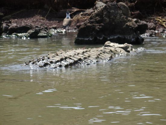 Auf dem Rückweg mit dem Boot halten wir an den Sandbänken an, wo die riesigen Krokodile liegen. Auch viele Wasservögel und natürlich Hippo-Familien leben im Chamo-See.