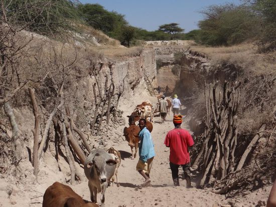 Interessant ist jedoch auch die Weiterfahrt Richtung Süden ins Kernland der Borana, die als teilnomadische Viehzüchter auf den trockenen Grassavannen ihre Tiere, Rinder, Kamele und Ziegen halten. Etwa 70 km von Yabello im Ort Dudbuluk können wir die "singenden Brunnen" Ela auf Oromifa, bewundern.  Der poetische Name steht für Viehtränken, die einzigartig konstruiert sind. Es existiert hier ein oberflächennaher Grundwasserleiter, der normalerweise durch einfache Brunnen erschlossen werden könnte. Für grössere Viehzahlen würde sich das normale Schöpfen jedoch als aufwendig erweisen. Findige Menschen sind auf die Idee gekommen, dass es sich lohnt, das Vieh zum Wasser zu bringen und nicht umgekehrt. Daher wurden Rampen in dem weichen Tuffgestein konstruiert, auf denen die Tiere auf einer schiefen Ebene hinabsteigen können. Am Ende der Rampe befindet sich ein Wasserbecken, das etwa 10 m unter dem Niveau des umliegenden Graslandes liegt. Um an das Wasser zu gelangen und die eigentliche Tränke befüllen zu können, wurde ein Brunnenloch abgeteuft, das weitere 10 bis 15 m in die Tiefe reicht. Und von hier kommt der Gesang, wenn die Tiere getränkt werden. Der Brunnen hat einen grösseren Durchmesser als üblich und verfügt über Terrassenstrukturen, auf denen Menschen stehen können. Diese Terrassen haben einen Höhenunterschied von etwa 2 m. Auf jeder Terrasse steht ein Mann. Der Unterste schöpft das Wasser aus dem Brunnen und reicht es dem darüber stehenden. Der Oberste giesst das Wasser in die Viehtränke und gibt das Gefäss zurück.  Dieses Bücken und Heben von grösseren Gewichten über lange Zeit ist anstrengend und muss im Takt gehen, deshalb singen die Männer.