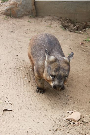 Das ist ein Wombat....(irgendwie ein komisches Tier......Anmerkung der Redaktion: sieht meiner Meinung aus wie eine Mischung von einem Koala und einem Schwein!!)