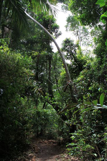 Tambourine Mountain Rainforest