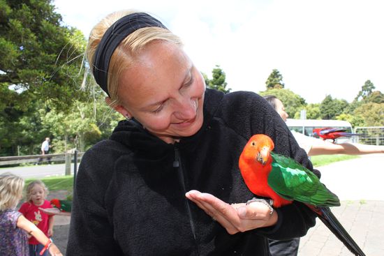 O' Reillys im Lamington National Park.