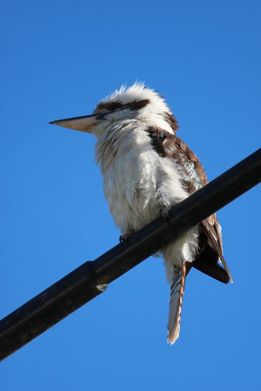 Nochmals ein Kookaburra auf dem Campground.