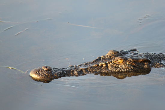 Croc im  Kakadu