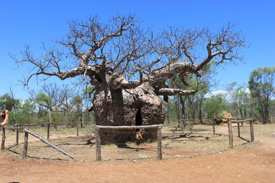 Der alte Baob Baum in Derby