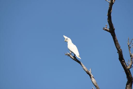 Frühmorgens immer wieder ein Gratiskonzert von dutzenden von Cockatoos......