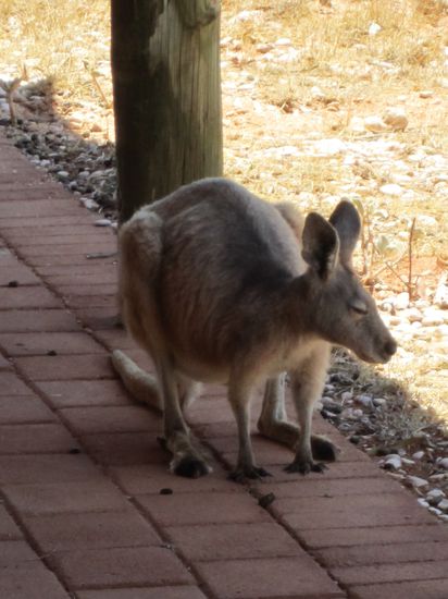 Wir haben Besuch bkommen.....