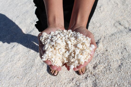Anstatt Sand nur Muscheln....... Shell Beach in the Shark Bay