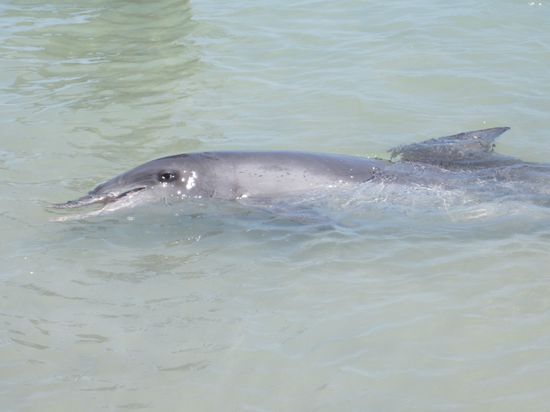 Dolphin in Monkey Mia!!