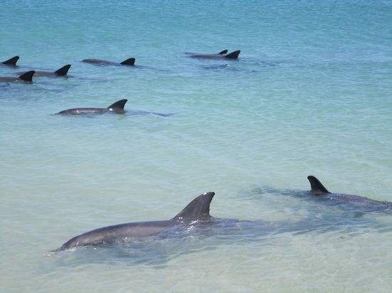 noch mehr........so weit das Auge reicht!
