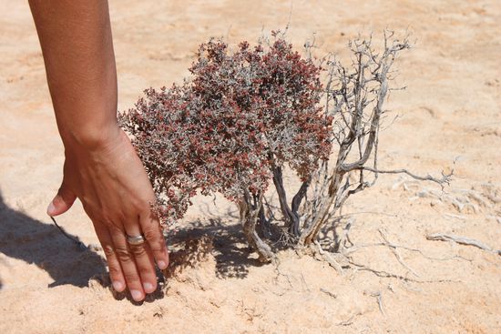 Im Peron NP wachsen auch massenweise kleine Bäume!