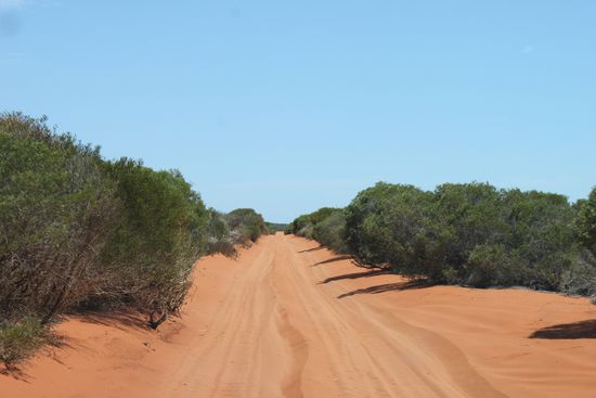 Zum Cape Peron kommt man nur mit 4WD im tiefen Sand (Blick zurück in unsere Reifenspur). Schüttelnde 100km volle Konzentration mit flachen Pneus. Es hat sich gelohnt.