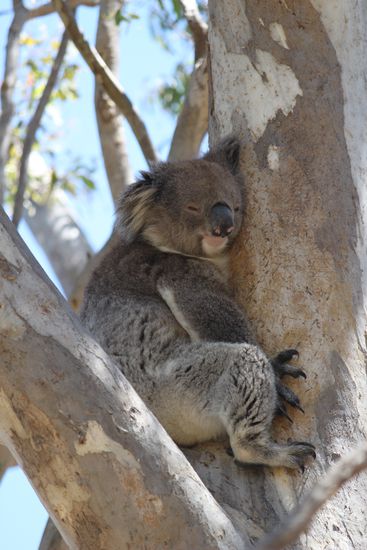 Soooooooooooooooo süss!!! Der erste wilde Koala!!!!!!!