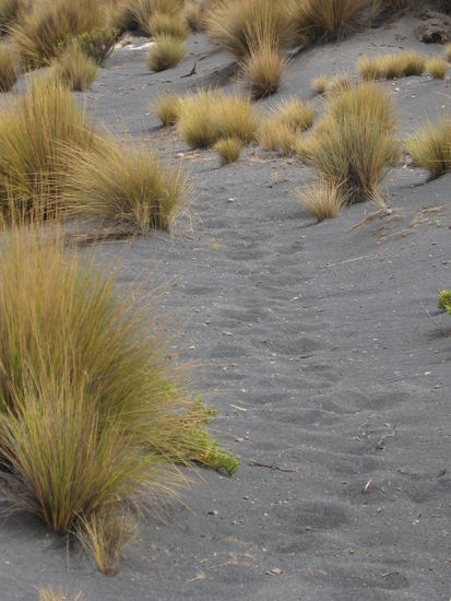 Danach sah der "Weg" fuer gefuehlte Stunden nur noch so aus, ein schwacher Trampelpfad zwischen unkaputtbaren Straeuchern