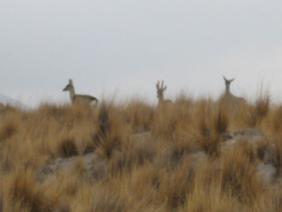 tja wer haette das gedacht, das in dieser Einoede REHE rumlaufen? hats jemand erraten auser meine Jaeger-Grosseltern?