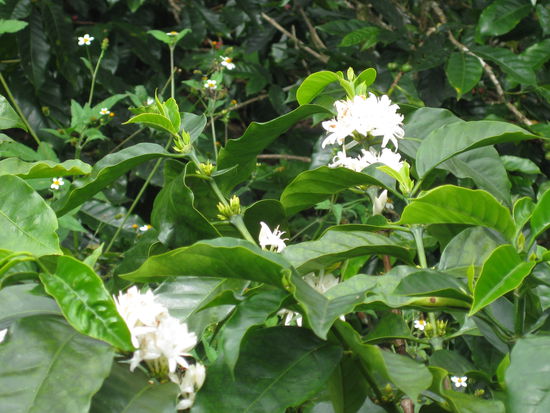 Sieht eigentlih ganz huebsch aus so n Kaffee-Bluete. Wie kann man da nur au die Idee kommen, den Fruechte-Inhalt zu verbrennen?
