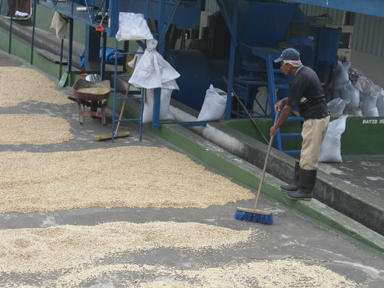 25 Stunden wetter-abhaengiges Trocknen und hin und herfegen, bis dann per Hand un maschinelol sortiert und verpackt werden kann...