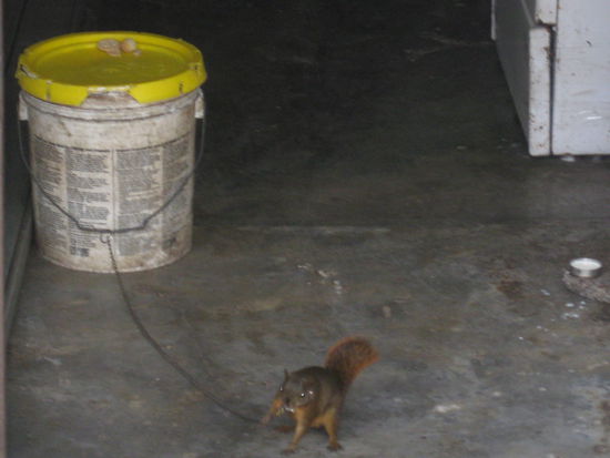 das mit den suessen putzigen Haustieren haben die hier irgendwie anders interpretiert 