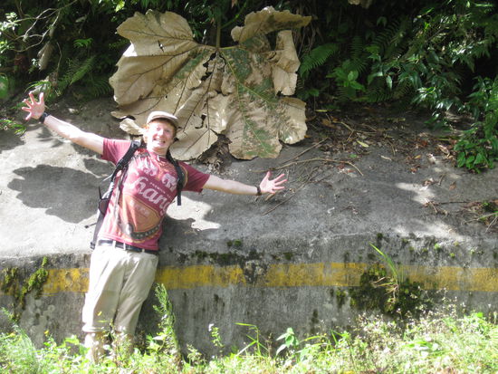 soooooooo grosse Blaetter gibts hier!