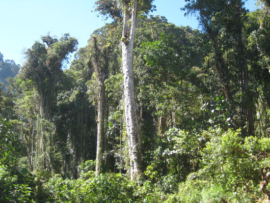 und sooooo hohe Baeume!