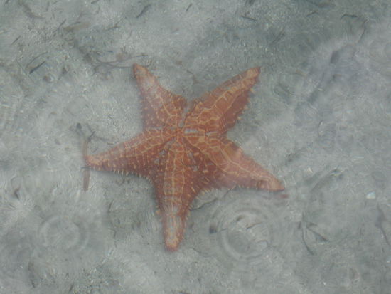 Das mit Abstand un-scheuste, aber auch langsamste Tier in ganz Panama, der gute alte Seestern