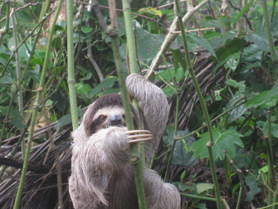 Dieses kleine Faultier sieht viel aktiver und beweglicher aus, als es in Wirklichkeit war, aber nachdem es aus ca. 7-8 m aus einem Baum auf den Gehweg geknallt war, musste es dann doch mal die ein oder andere Kalorie verbrennen, um wieder hochzuklettern