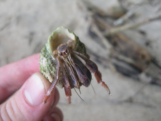 mit ein bisschen Geduld und gutem Zureden haben sogar die Muschel-Krebse uns begruesst