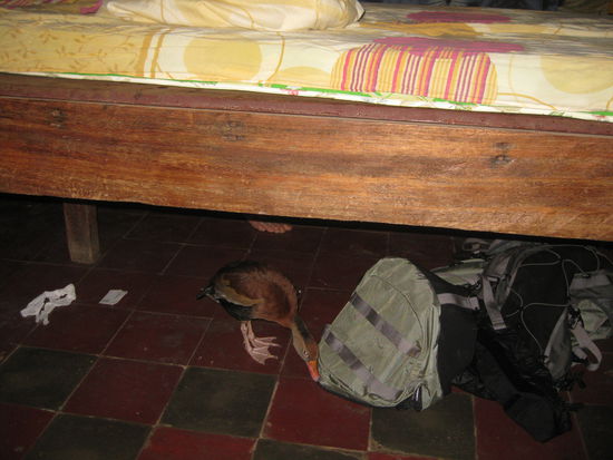 wenn man morgens nicht aufpasst, kanns schonmal quaken unterm fuss 