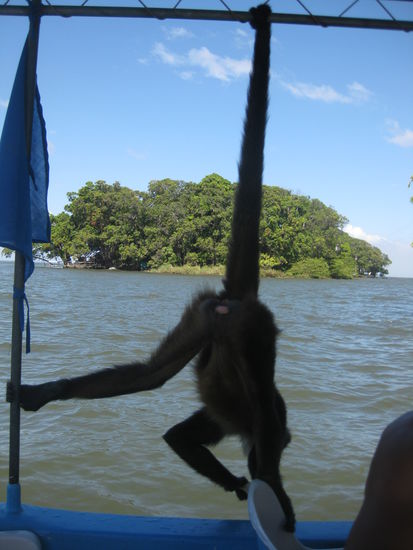 wer hat die Kokosnuss, wer hat die Kokosnuss, wer hat die Kokosnuss geklaut?! Auf unserm Bott war sie jedenfalls nicht!