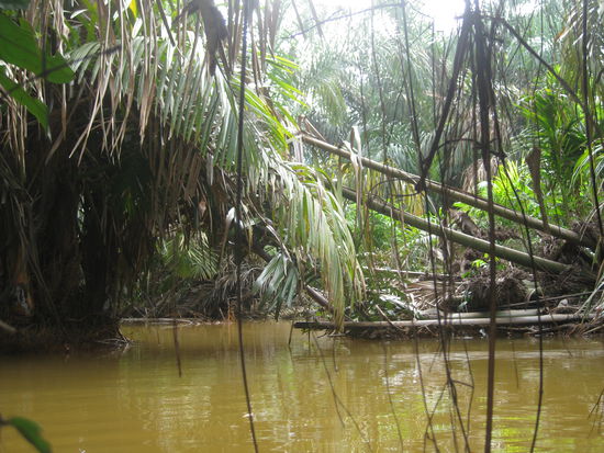 Irgendwo im Nirgendwo des verschlungenen Nationalparks Totuguero