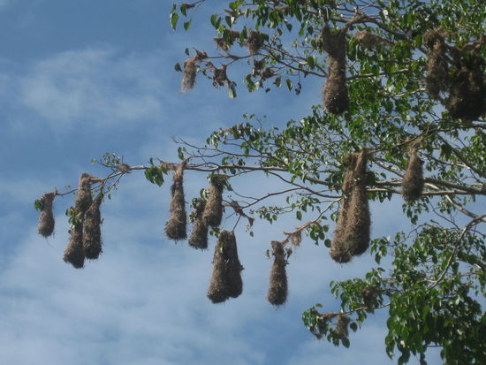 Sind die Voegel bloed, all ihre schweren Nester an EINEN Ast zu haengen? nee, muss man ersma drauf kommen, dass das Absicht ist, um die moeglichen Angreifer abzuschrecken, die sich nicht auf den Ast trauen, aus Angst, er koennte durchbrechen oder sich ins Wasser biegen...