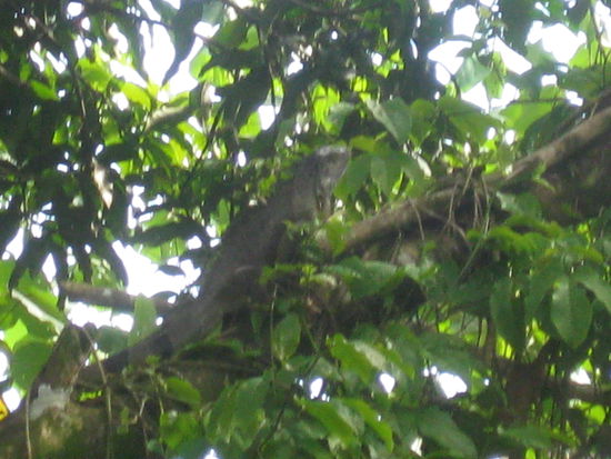 ein in natuerlicher Umgebung (was gleichzeitig unser Garten war!) lebender 1,5 m langer Leguan
