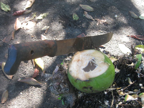 survival-camp-maessig eine gruene Kokosnuss ("Pipa") mit der Machete aufgemacht und stolz ausgeschluerft