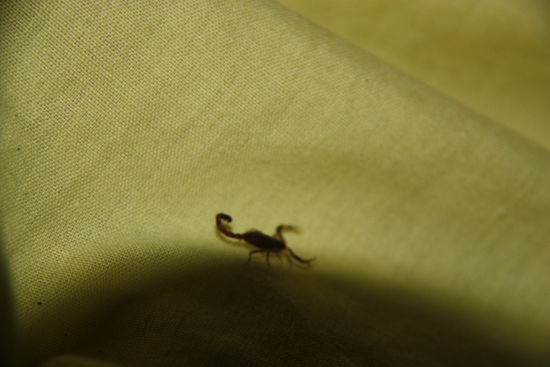 tja, kann passieren im Dschungel, dass man einen Mini-Vertreter meines Sternzeichens im Bettlaken findet