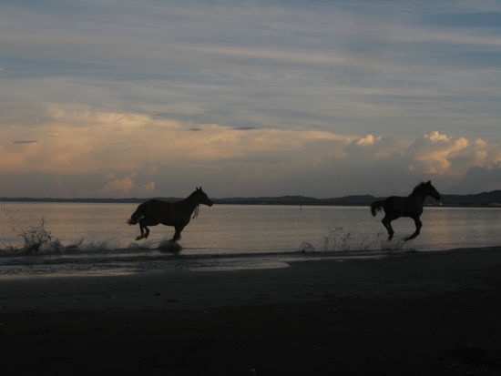 hier ist die sogar die Tierwelt noch in Ordnung, so dass die Pferde frei rumlaufen und gezaehmt werden duerfen (wobei ich den Job lieber den locals ueberlassen hab)