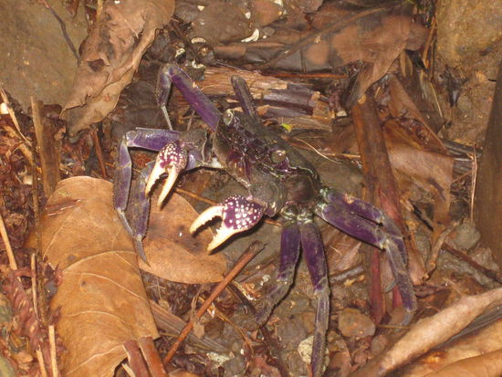 sieht suess aus, aber hat uns ganz schoen angefaucht, als wir ihm gesagt haben, dass lila doch ne schwule Farbe waer