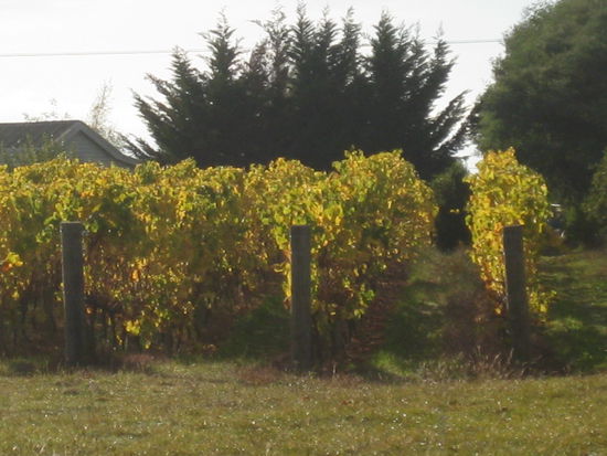 man kriegt einen richtig professionellen Tunnelblick die Rebe hinunter!