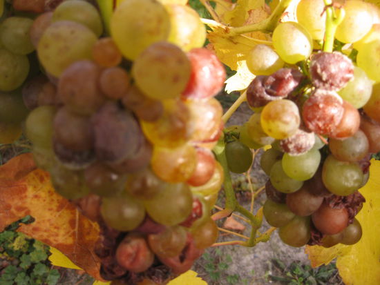 keine Traube gleicht der Anderen, so dass bei der Arbeit keine Langeweile aufkommt, es gibt grosse, duenne, kleine...