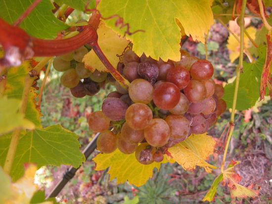 ...dicke, gruene, braune, rote, verschrumpelte...