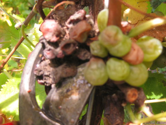 ...zaehe, pralle, saftige, runde, eckige, nichtsnutzige... und da kann man eben schon mal wahrnsinnig werden und rigoros die Zange auspacken bei denen, die aus der Reihe tanzen!