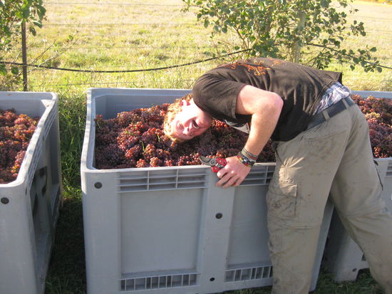 oder im Zuge eines schwer-wiegenden-Ende-des-Tages-Burn-Out einfach mal den Kopf in die Trauben stecken 