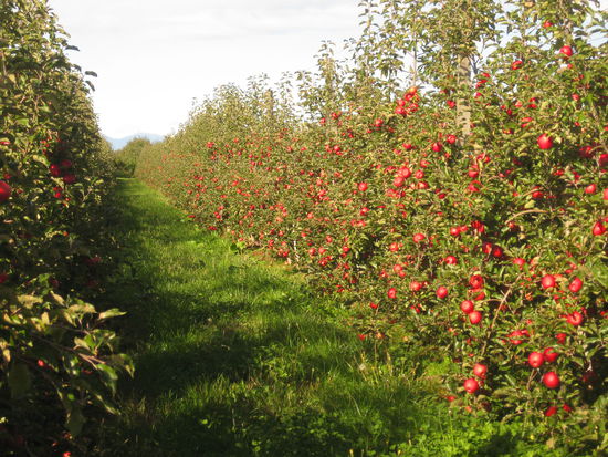 Herrlich, wenn dann so gegen 10 die Sonne langsam ueber die Reihen steigt und man die erste Schicht Pullis und die Muetze ausziehen kann, bis man um 2 Uhr nachmittags unglaeubig im T-Shirt durch die Reihen flitzt, als waere der Frost nie gewesen