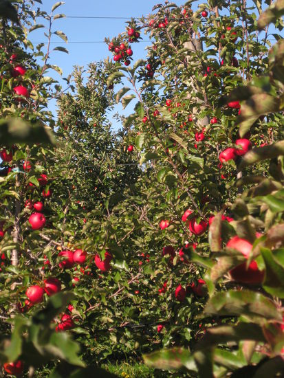 Da wird ja der Apfel am Baum verrueckt: Das kann doch kein Mensch jemals alles pfluecken, ohne verrueckt zu werden...