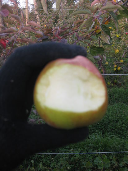 "Mein Freund der Apfel... 
ist tot! 
Er starb im fruehen Morgenrot!"
