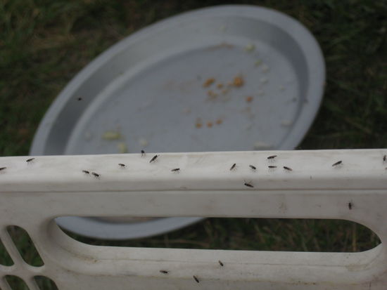 nur eine kleine Auswahl unserer feinsten Exemplare der neuseelaendischen Flugratte