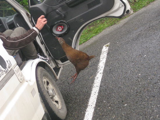 Aber mit der Zeit haben wir gelernt, mit diesem Raubtier umzugehen und haben es zu unseren Zwecken genutzt und und es zirkusreif dressiert 
