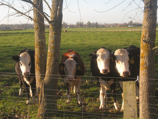 Wohingegen die Jungs glaub ich nicht mal in ihren hellsten Momenten an etwas anderes denken als Gras