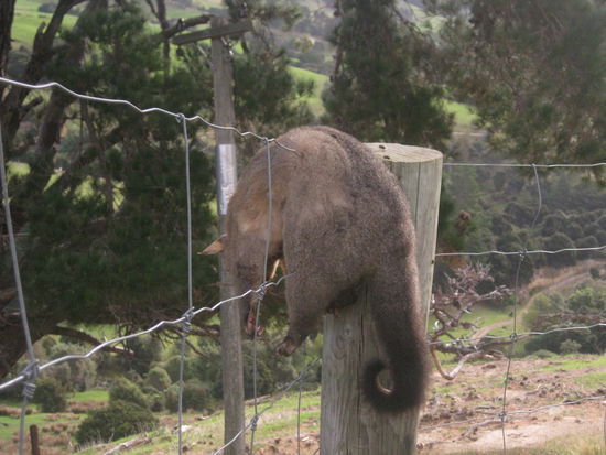 Woraufhin das Opossum noch einen drauf gelegt hat und den "Zaunschlaefer" gemacht hat
