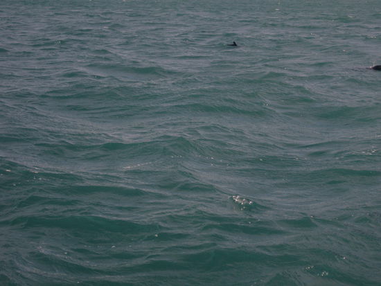 Also mit viel Phantasie und im eiskalten Wasser treiben koennten das doch riesige weisse Killer-Haie sein, oder? Oder ist mir in dem kalten Wasser das Hirn eingefroren und ich hab haluziniert?