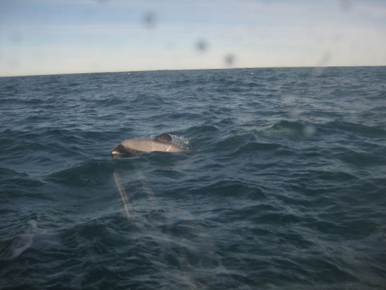 Vom Boot aus sahen die Jungs relativ klein und niedlich und verspielt aus...